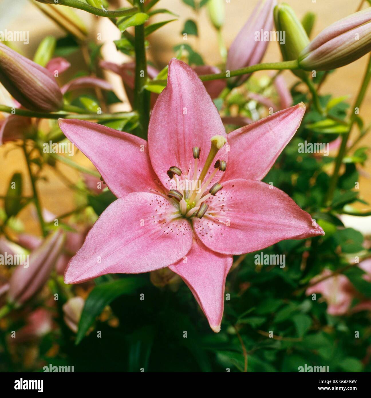 Lilium - `Cote d'Azur' (Asiatic)   BUL015282 Stock Photo